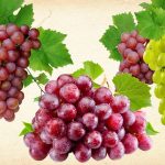 bolsas-uvas-frescas