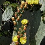 flor-del-nopal