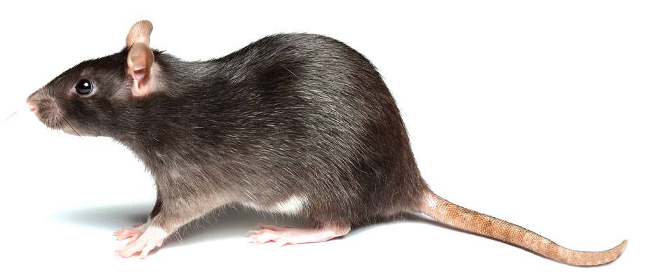 Cómo eliminar las ratas de mi casa: los mejores métodos y consejos para deshacerte de estas plagas